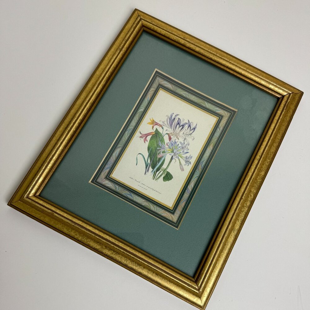 Griffinia Hyacinthina Botanical Art Print Elegant Decor Artist Jane Wells Loudon